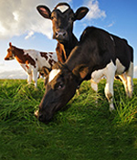 Truly Grass-Fed