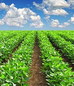 USDA Organic